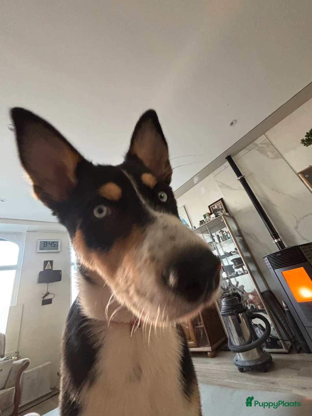 Kruising honden te koop:  Husky kruising dobermans is netjes  - Advertentie 16