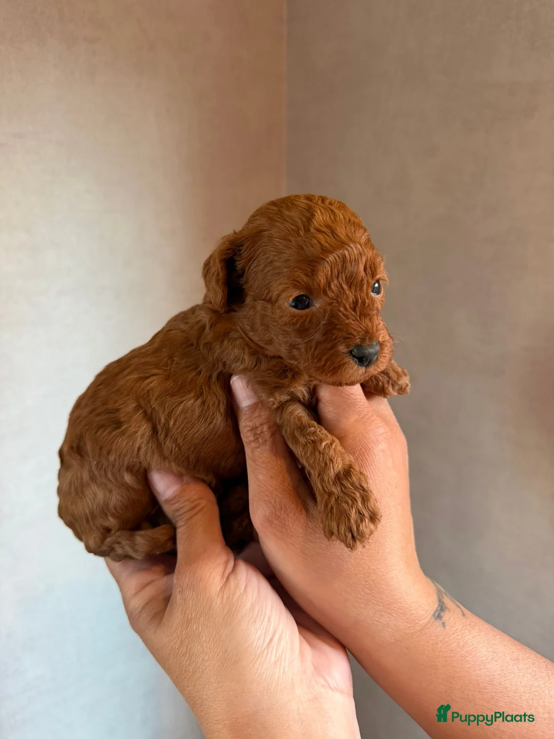 Poedel Toy honden te koop: Mooie rode toy poedel pups uit geteste ouders. in Sint Willebrord - Advertentie 2