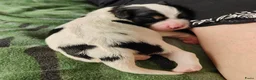 Kruising honden te koop: Prachtige pups. Kruising borderjack cavalier. - Advertentie 8