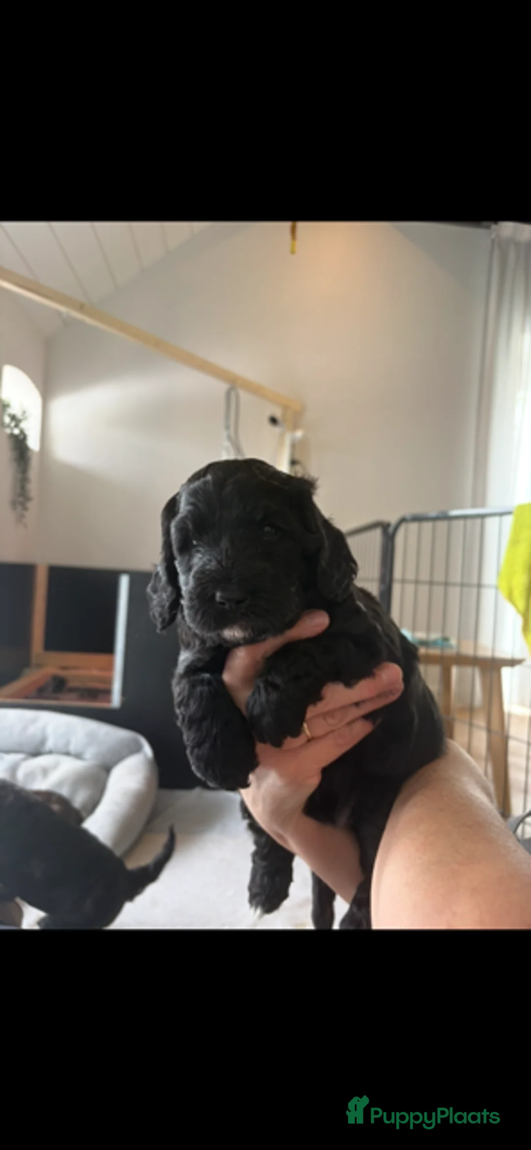 Labradoodle honden te koop: Hele lieve labradoodle pups! - Advertentie 2