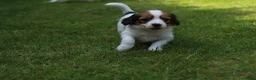 Kooikerhondje honden te koop: Raszuivere Kooikerpup reu. - Advertentie 22