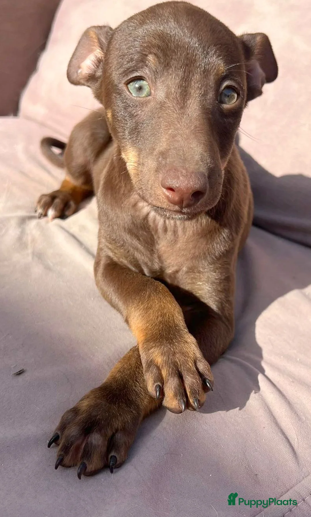 Kruising honden ter adoptie: Amor deze knappe jongen wil graag een vriendje  - Advertentie 8
