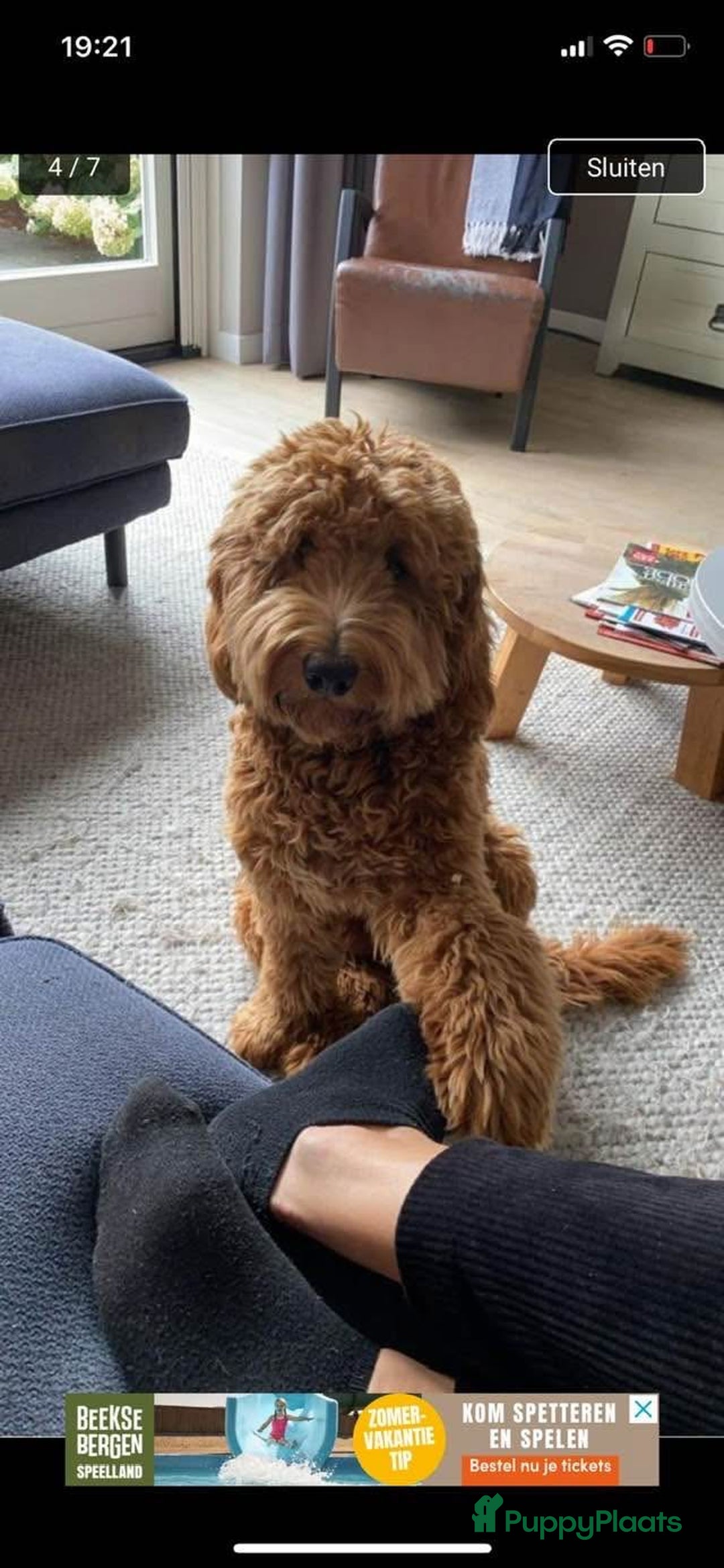 Labradoodle honden te koop: Labradoodle pups - Advertentie 1