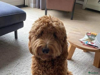 Labradoodle honden Labradoodle pups - Advertentie 5