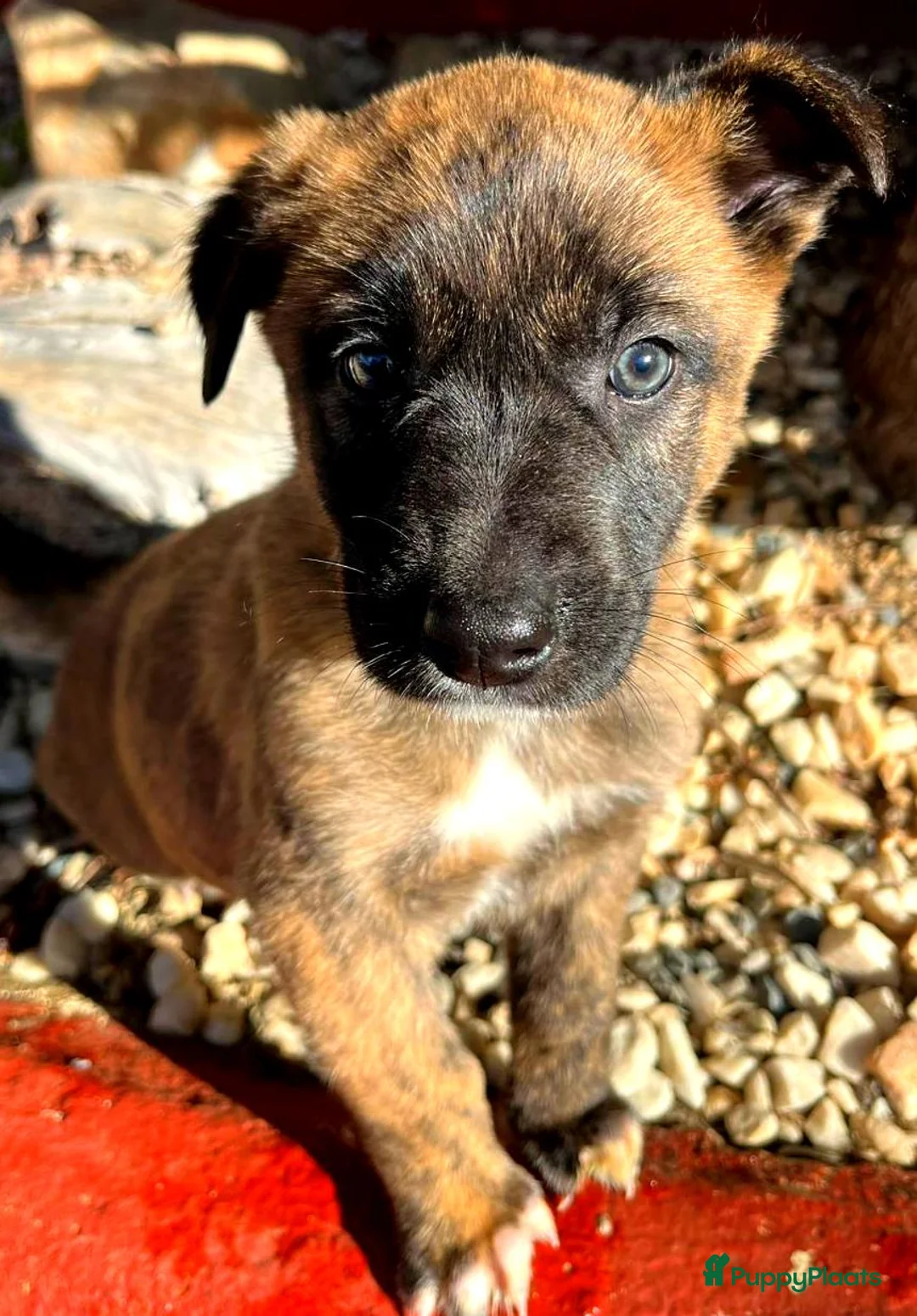 Kruising honden ter adoptie: gerrit ook op zoek naar een vriendje  - Advertentie 8
