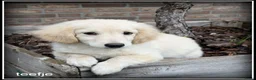 Kruising honden te koop: Boompoo pups Boomer x Poedel - Advertentie 7