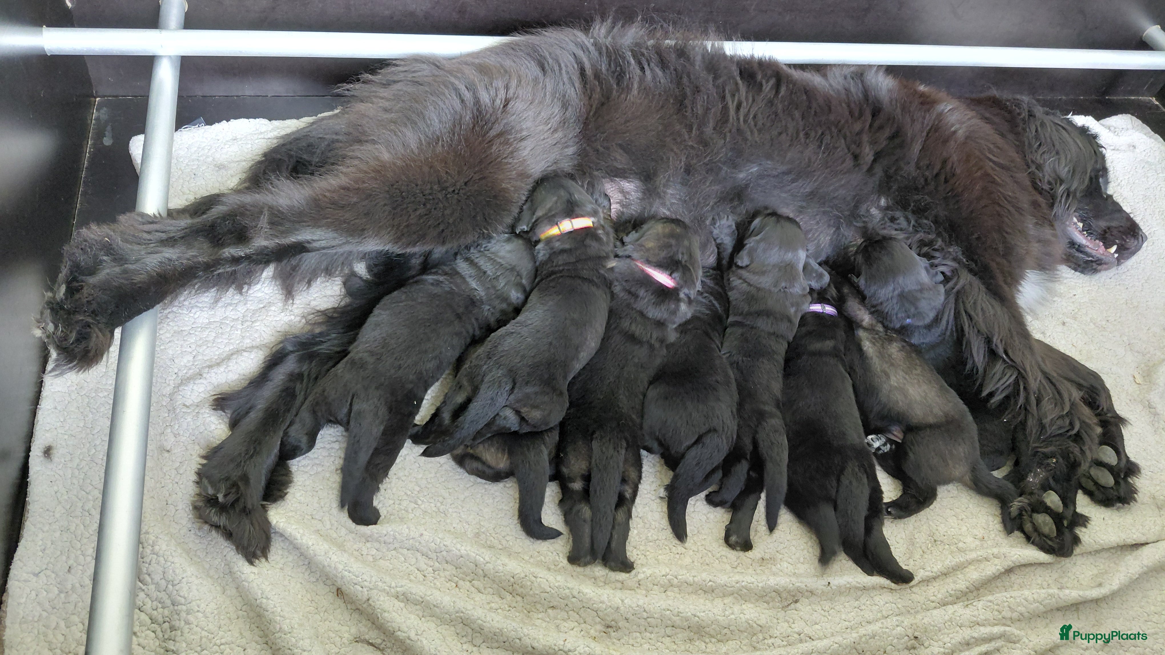 Kruising honden Prachtige Newfoundlander pups - Advertentie 1