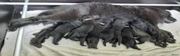 Kruising honden te koop: Prachtige Newfoundlander pups - Advertentie 1