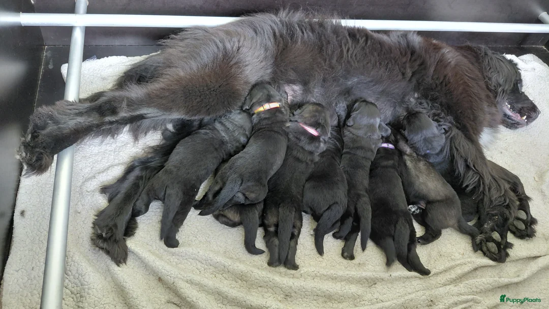 Kruising honden te koop: Prachtige Newfoundlander pups - Advertentie 1