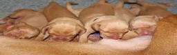 Vizsla korthaar honden te koop: Prachtge Vizsla's met stamboom - Advertentie 5