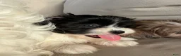 Kruising honden te koop: Prachtige boomer pups  - Advertentie 17
