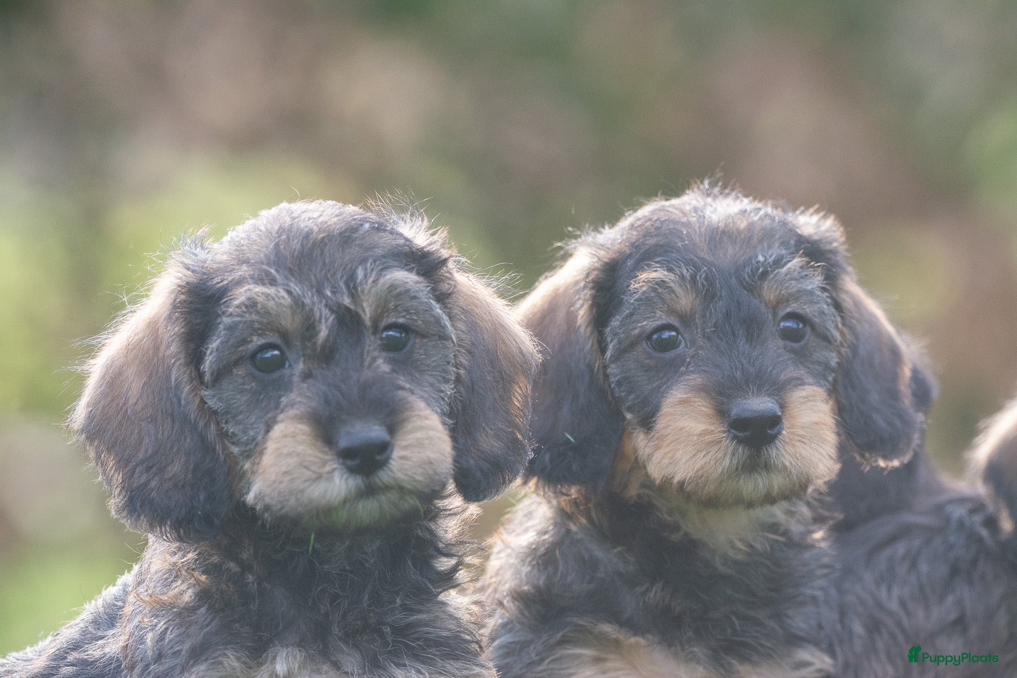 Kruising honden prachtige kruising teckel pups - Advertentie 1