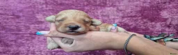 Cockapoo honden te koop: Cockapoo pupjes kleine maat - Advertentie 24