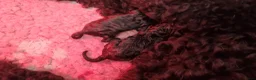 Labradoodle honden te koop: Echte hele kleine minni labradoodle  - Advertentie 14