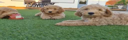 Labradoodle honden te koop: Labradoodle pups te koop! - Advertentie 6