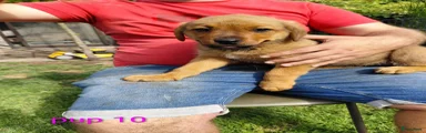 Pup 10