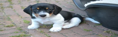 Ruwhaar reu 