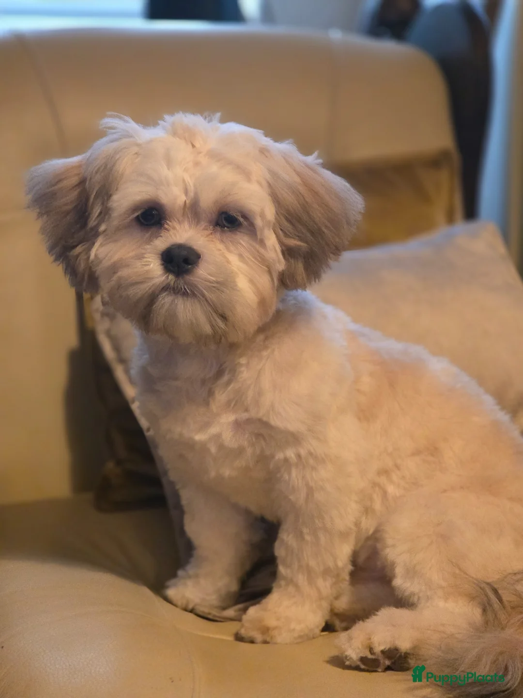 Malshi honden te koop: Mooie Boomer in Maastricht - Advertentie 2