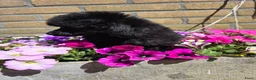 Poedel Toy honden te koop: Toypoedel reutje FCI - Advertentie 5
