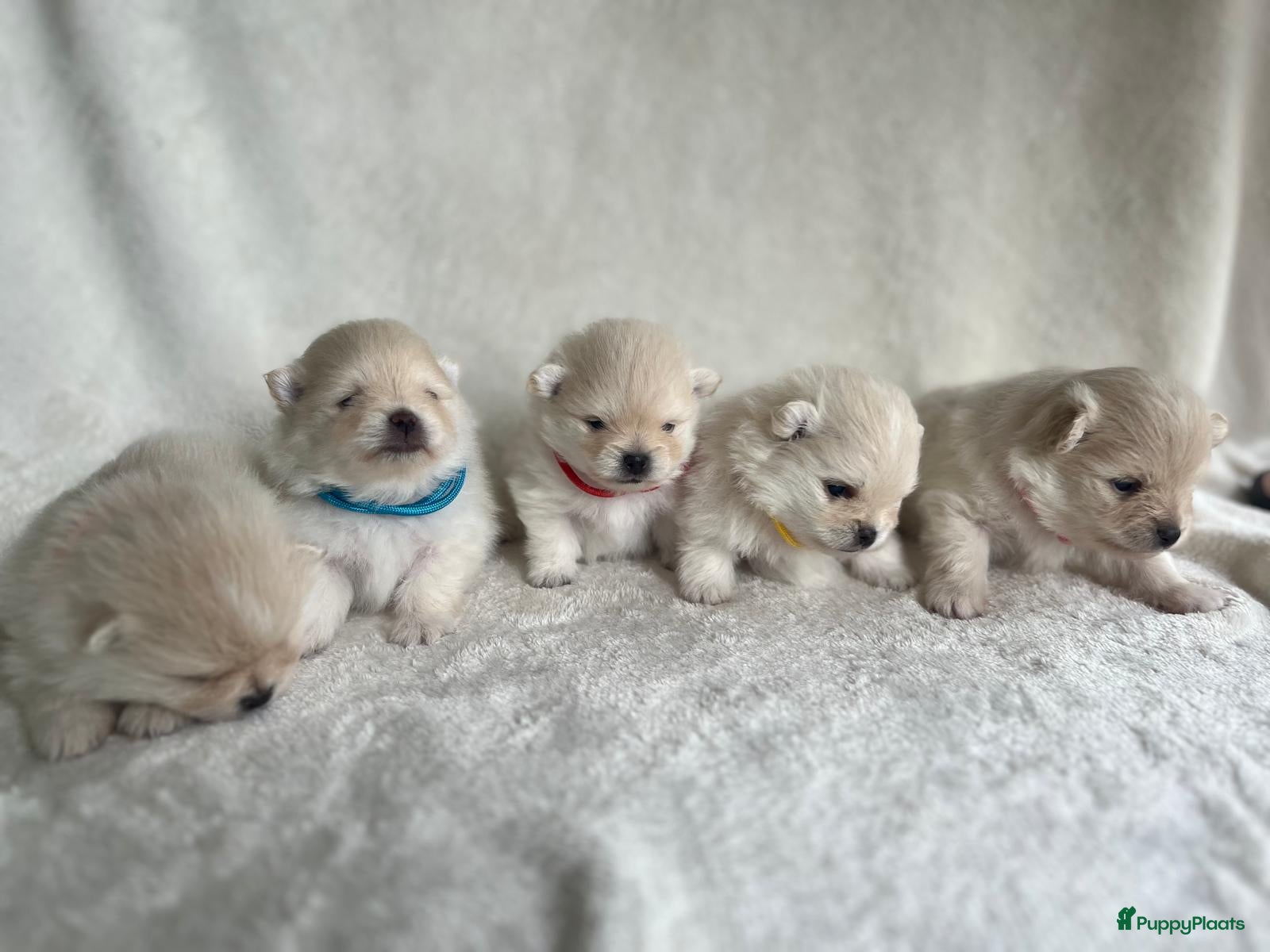 Pomeriaan honden Prachtige crèmekleurige pomeriaan pups (dwergkees) - Advertentie 1