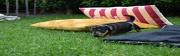 Jack Russel Terriër honden te koop: lieve pups zoeken een nieuw huisje - Advertentie 35