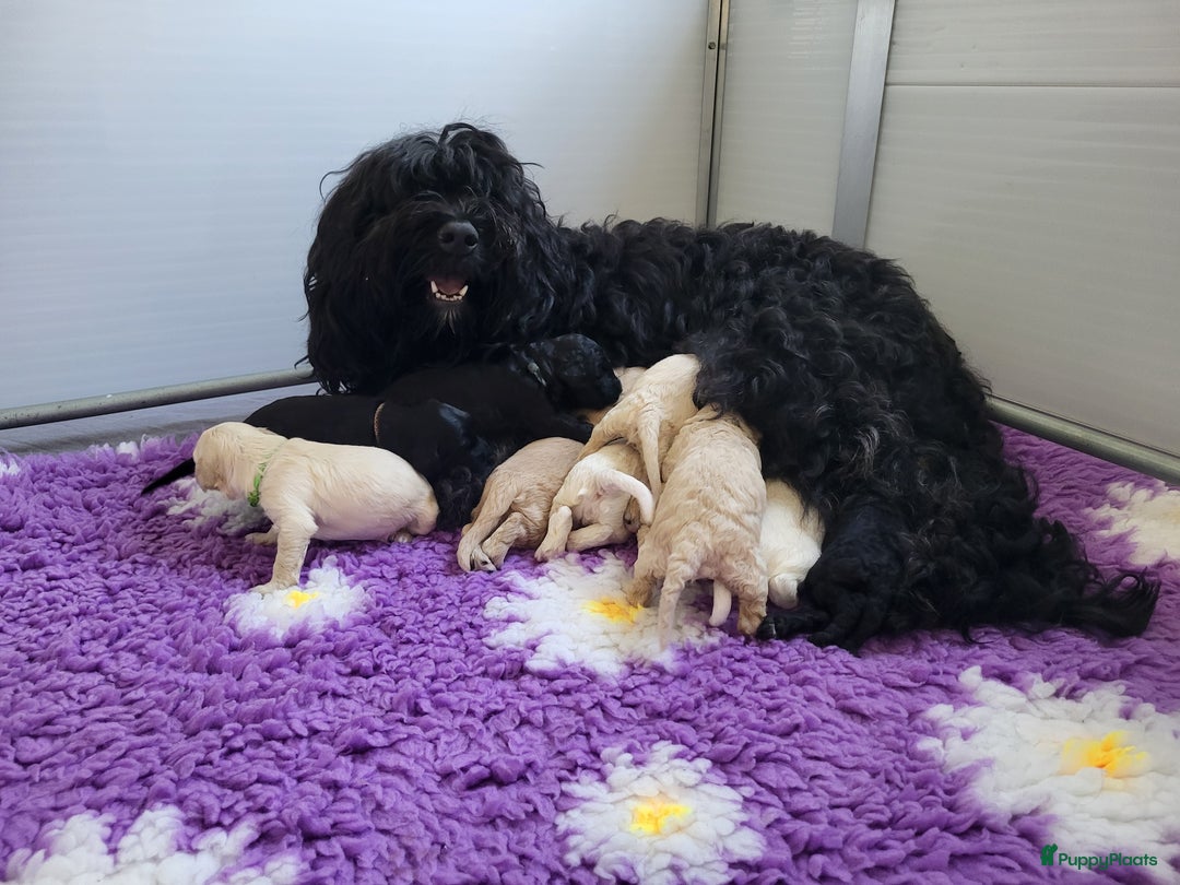 Barbet honden te koop: Prachtige barbet puppy's in Den Ham - Afbeelding 1
