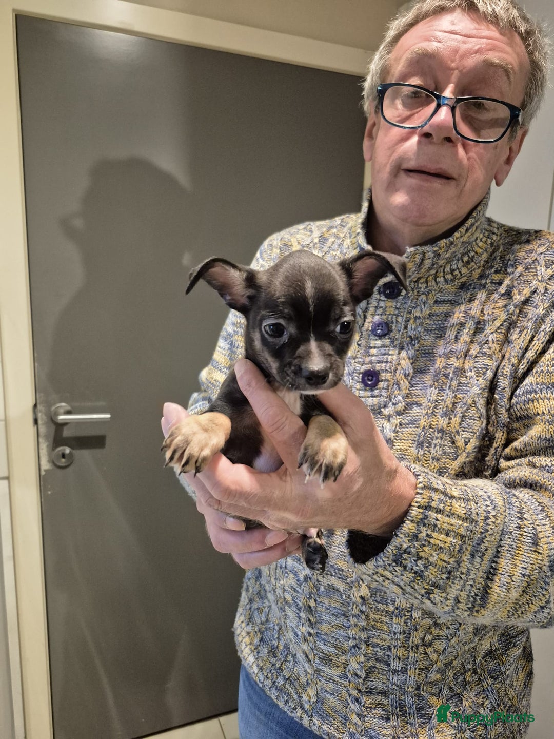 Chihuahua honden te koop: Kortharig chihuahua reutje - Advertentie 2