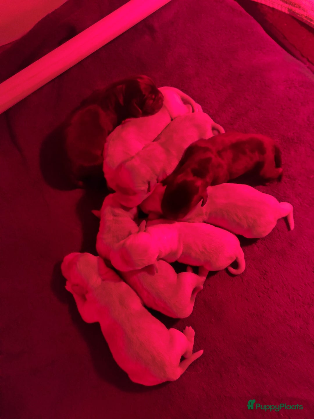 Labrador Retriever honden te koop: Labrador pups - Advertentie 2