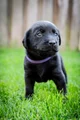 Kruising Puppy 3
