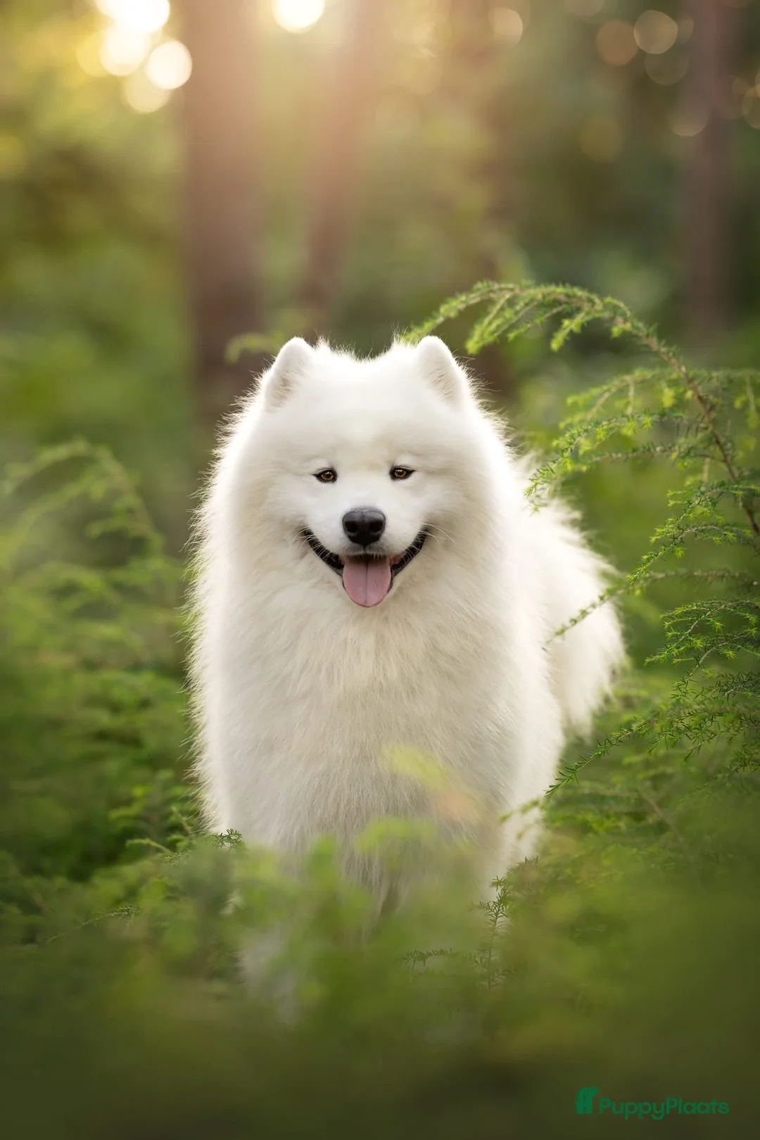 Samojeed honden te koop: Wij verwelkomen rond 8 februari een nestje  - Advertentie 5
