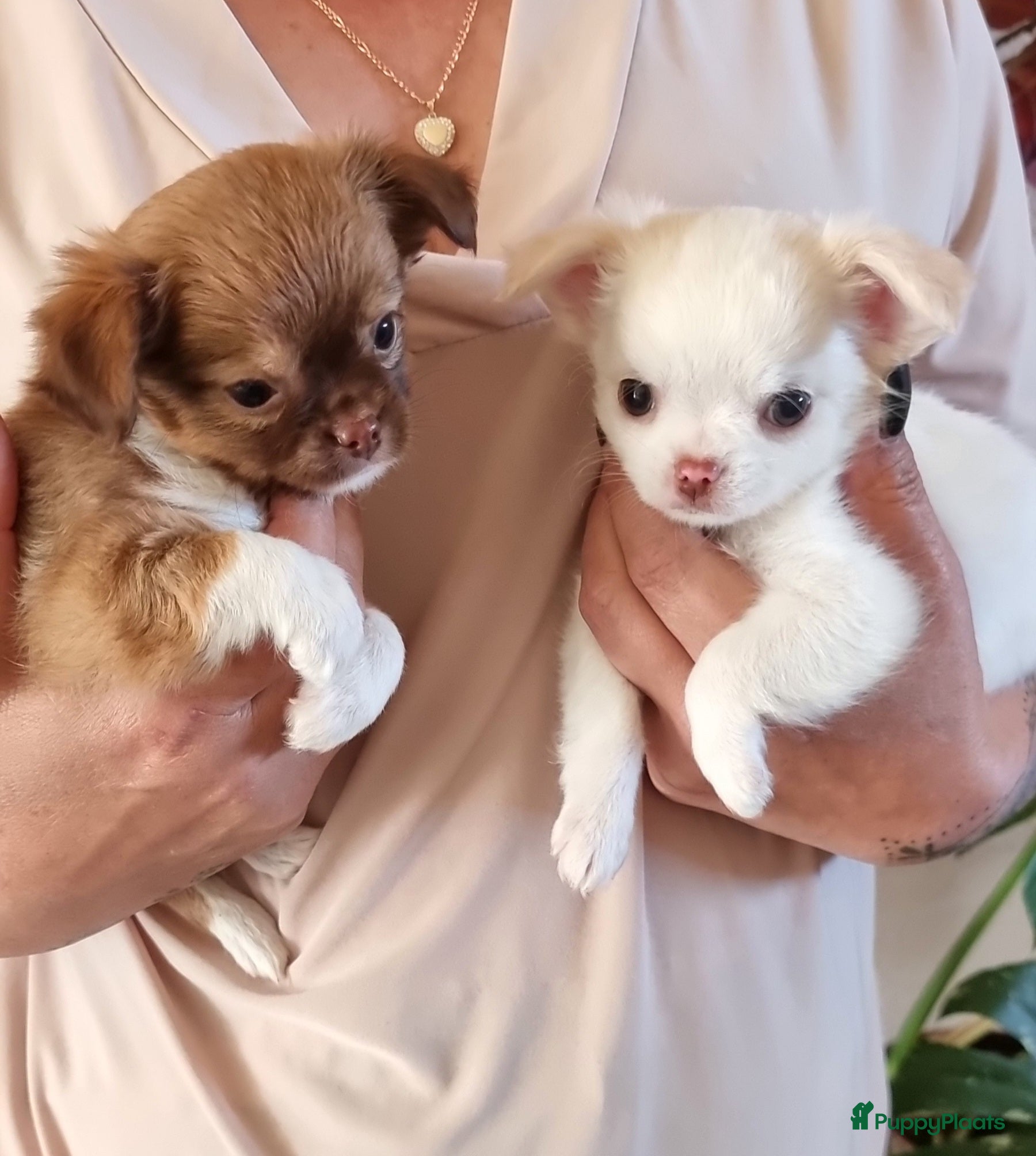Chihuahua honden 2 prachtige langharige chihuahua pups beschikbaar - Advertentie 2