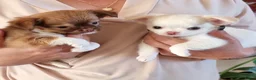 Chihuahua honden te koop: 2 prachtige langharige chihuahua pups beschikbaar - Advertentie 6