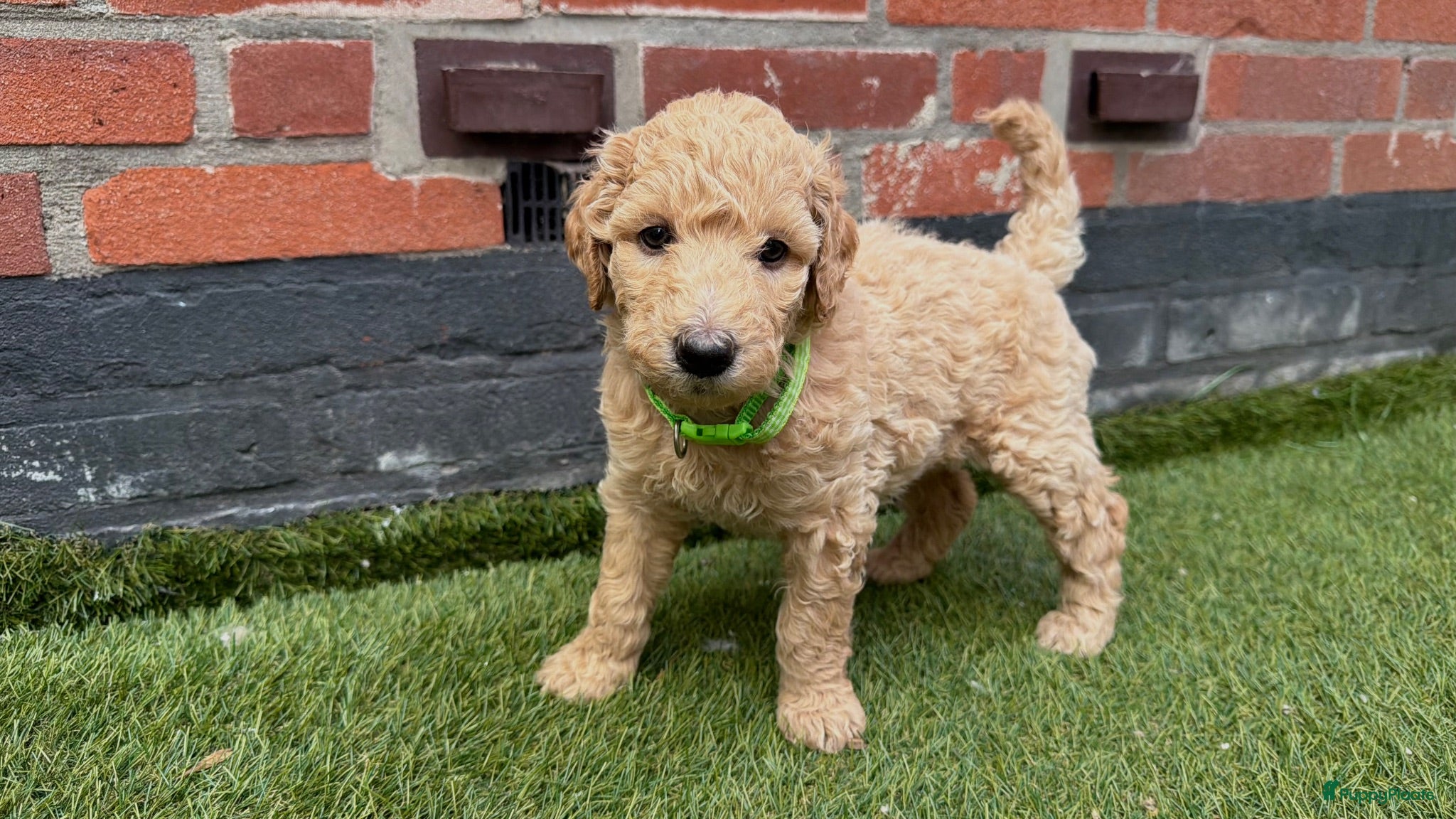 Labradoodle honden Medium Labradoodle pups - Advertentie 6