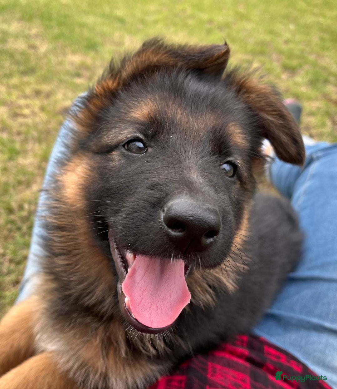Duitse Herder honden te koop: Prachtige langharige Duitse herder met rechte rug - Afbeelding 21