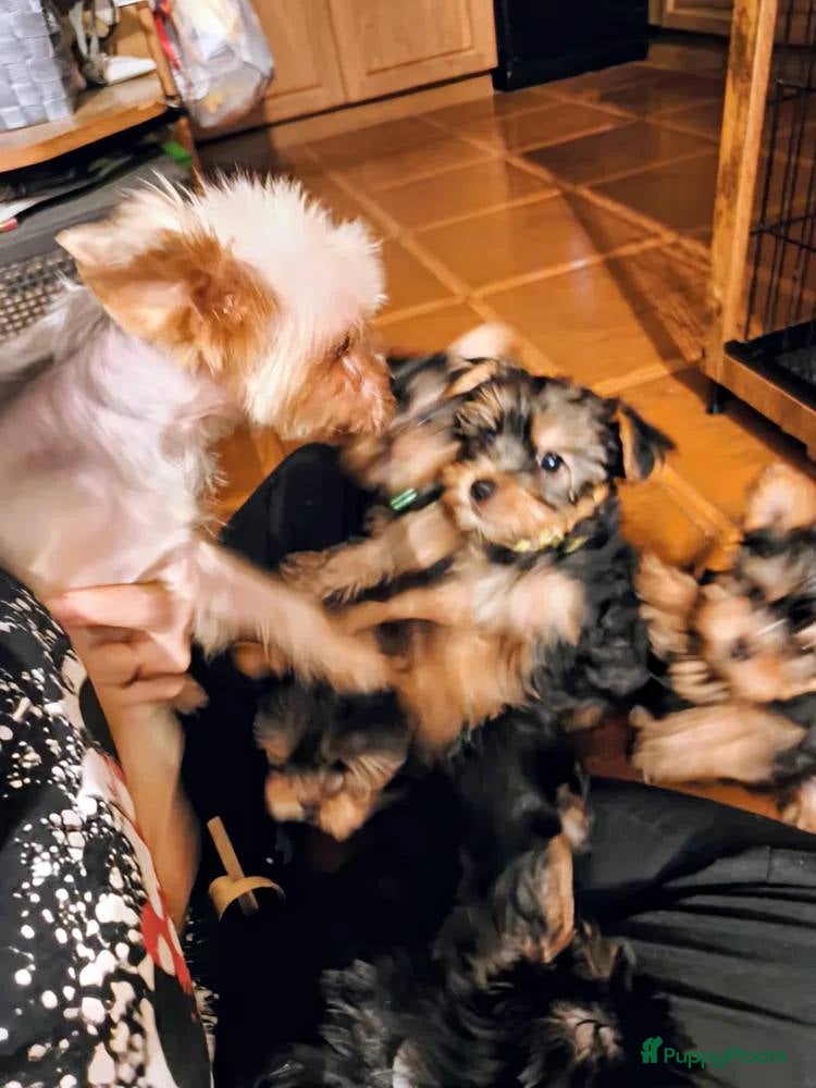 Yorkshire Terriër honden  Yorkshire Terrier puppy’s  - Advertentie 1