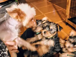Yorkshire Terriër honden Yorkshire Terrier puppy’s - Advertentie 1