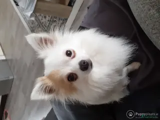 Chihuahua honden Dekreu in Ridderkerk - Advertentie 14