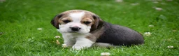 Beagle honden te koop: Prachtige Beagle pups  - Advertentie 14