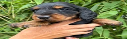 Teckel (langhaar) honden te koop: Teckel standaard langhaar met stamboom - Advertentie 22