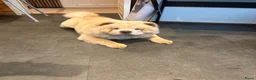 Chow Chow honden te koop: 1 teefje beschikbaar  - Advertentie 3