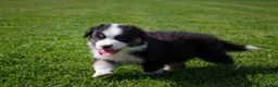 Australian Shepherd honden te koop: Australische herder pups geboren op boerderij (BE) - Advertentie 14