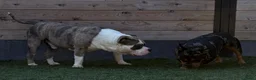 Amerikaanse Bully honden te koop: American Bully pocket pups (verwacht) - Advertentie 4