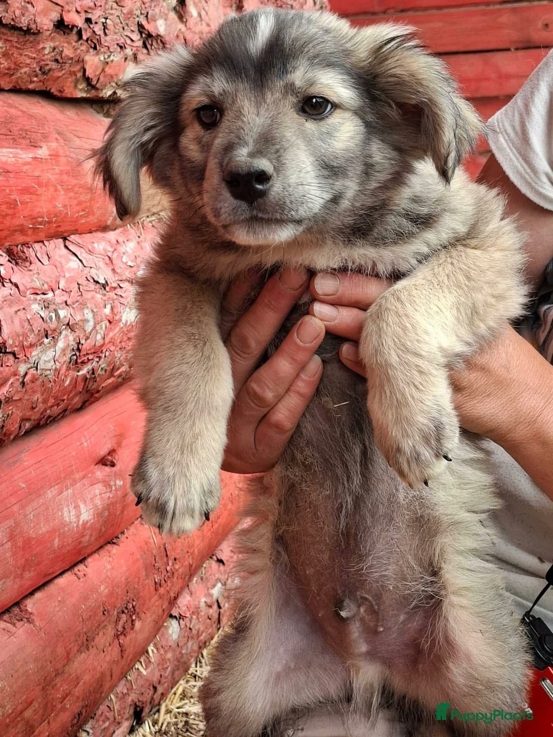 Kruising honden ter adoptie: Vitoo - Advertentie 5