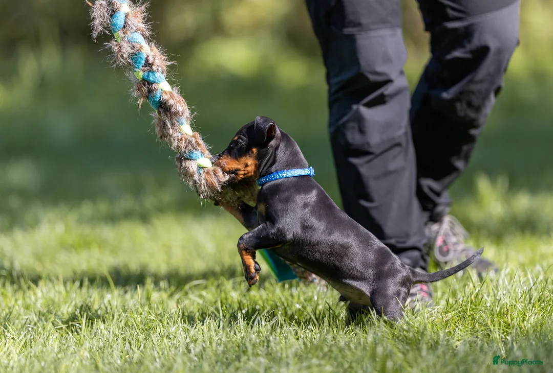 Galerij afbeelding {{count}}