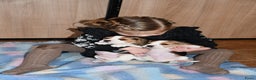 Beagle honden te koop: Prachtige Beagle pups - Advertentie 11