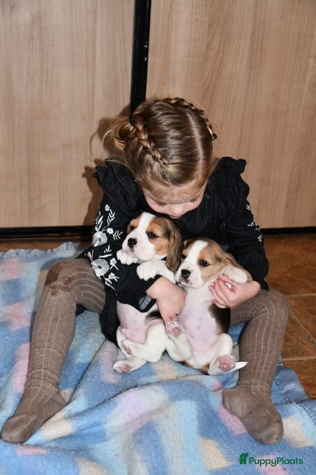 Beagle honden te koop: Prachtige Beagle pups - Advertentie 11