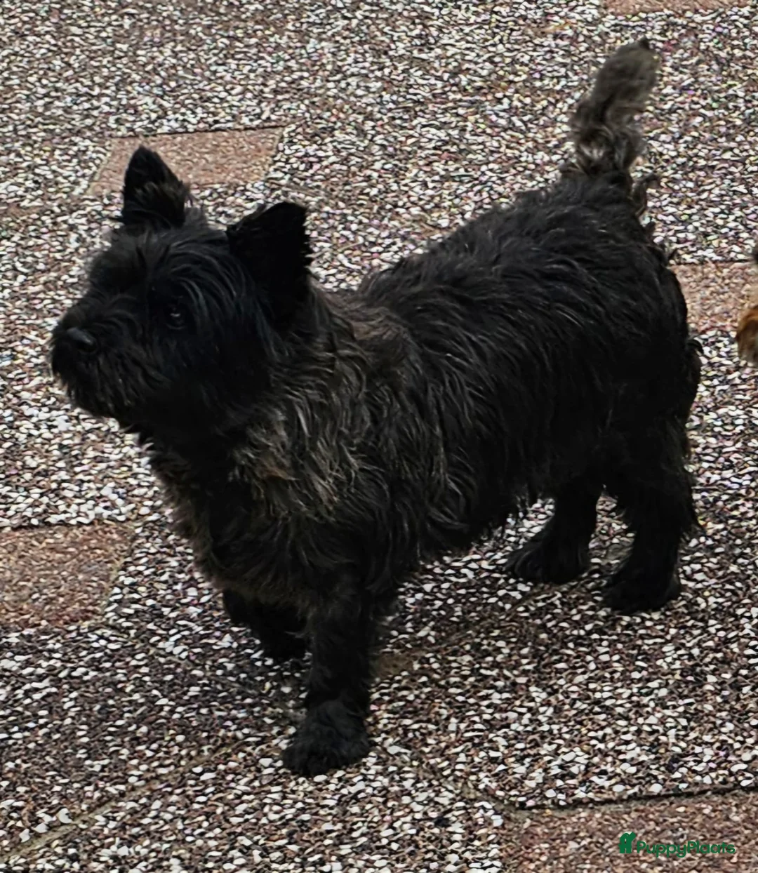 Cairn Terriër honden te koop: MacBuff Cairn Terriers  - Advertentie 1