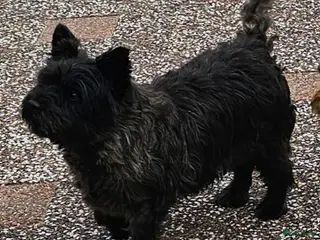 Cairn Terriër honden MacBuff Cairn Terriers - Advertentie 1