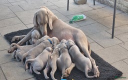 Weimarse Staande Hond korthaar honden te koop: Weimaraner pups in Stein - Afbeelding 5