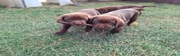 Labrador Retriever honden te koop: Raszuivere bruine labrador pups  - Advertentie 3